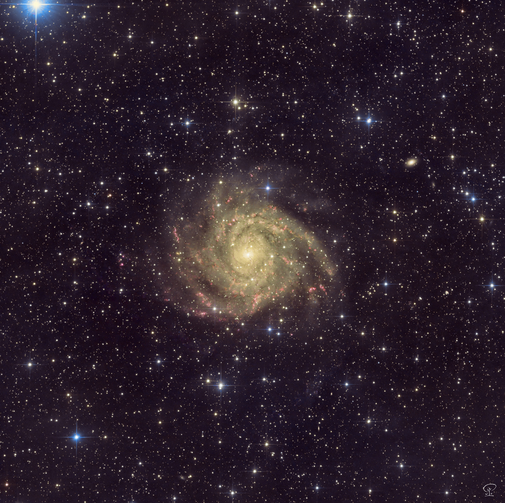 IC 342_V2 IC 342, die verborgene Galaxie Durch einen Schleier von Sternen, Gas- und Staubwolken verborgen liegt in etwa 10 Millionen LJ Entfernung im Sternbild Giraffe die Balken-Spiralgalaxie IC 342. Sie liegt optisch in der Längsachse unserer Milchstraße, daher blicken wir hier durch so ein dichtes Meer an Material, das sich zwischen uns und dieser Galaxie befindet. Sie ist etwa 10 Millionen Lichtjahre entfernt und hat einen Durchmesser von ungefähr 60000 Lichtjahren. Klassifiziert ist sie als Seyfert-2 Galaxie. Wie man durch meine "Anfütterung" mit H-Alpha gefiltertem Licht in dieser Aufnahme sieht, gibt es zahlreiche rötliche H-Alpha Gebiete in IC 342, was auf aktive Sternentstehungsregionen schließen lässt. Jedem Filter habe ich eine ganze Nacht gewidmet. Belichtungszeit insgesamt: 32h 21min Die Luminanzaufnahmen habe ich bei GAIN 0 und 180s Einzelbelichtung gemacht, die restlichen Filter mit GAIN 100 und 120s. Teleskop: Skywatcher 130 PDS Komakorrektor: GPU-Optics Kamera: ZWO ASI533MM-Pro Filter: HaLRGB Optolong Nachführung: ZWO AM5 Zubehör: Motorfocus, Filterrad, Offaxis-Guider mit ZWO ASI120MM-mini Guidekamera, ZWO ASIAIR-Pro zur Steuerung und Automatisierung. Bildbearbeitung: Je Filter ein Summenstack, diese zu einem Farbkomposit zusammengeführt, dann erst die Sterne aus dem Bild rechnen, um Galaxie von den Sternen getrennt bearbeiten zu können. Nach der Bearbeitung die Sterne dem Bild zurückgeben und eine Deconvolution zur Korrektur des Seeings durchführen, Sterngröße damit um 25% reduziert, was dem Hervorholen der Galaxie dienlich ist. Software: Astropixelprocessor, Pixinsight, LuminarAI und LuminarNEO, Olympus Workspace.