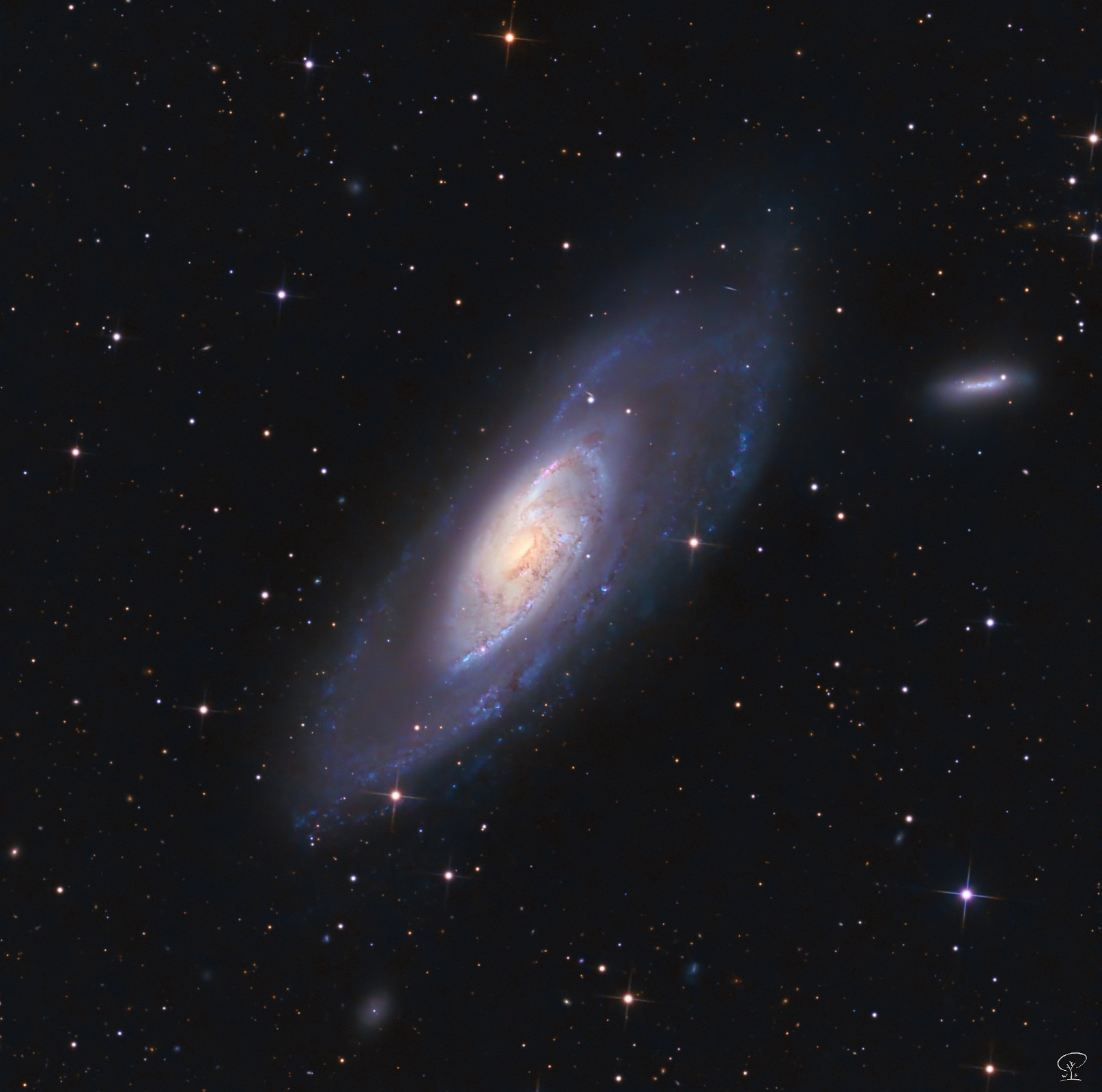M106_2024 Messier 106. Ich habe die vergangenen Wochen jede Gelegenheit genutzt, die sich geboten hat - viele waren es leider nicht. Da sich der Himmel wahrscheinlich in absehbarer Zeit nicht wieder klären wird, habe ich aus dem bisher gesammelten Daten ein Bild zusammengestoppelt. Die wenigen Gelegenheiten waren mit technischen Stolpersteinen und anderen Schwierigkeiten verknüpft, sodass ich nicht alle Belichtungen verwenden konnte, letztendlich ist es aber doch ein halbwegs hübsches Bild geworden. Das schwarze Loch in M 106 hat eine Masse von 40 Millionen Sonnen und ist aktiv, man sieht an den unzähligen hellen, blauen, jungen Sternen in den Spiralarmen, dass diese Galaxie eine intensive Sternproduktionsphase durchläuft. Belichtungszeit: 12h 11min 30s (989x 30s, 79x 180s) Filter: UV/IR-cut Kamera: ZWO ASI533MC-Pro Teleskop: Skywatcher 250/1200 PDS Nachführung: Losmandy G11 Steuerung: N.I.N.A. mittels Mini-PC