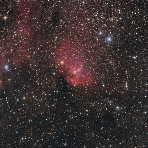 Tulpe Der Tulpennebel im Cygnus. 5 1/2 Stunden Belichtung im natürlichen Licht (RGB) mit der Atik 490ex CCD Monochrome-Kamera durch den Lacerta 150/600 Fotonewton.